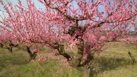 Orchard blooming spring garden. Видео 123693892
