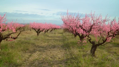 Orchard blooming spring garden. Stock Footage 123693902
