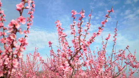 Orchard blooming spring garden. Stock Footage 123693997