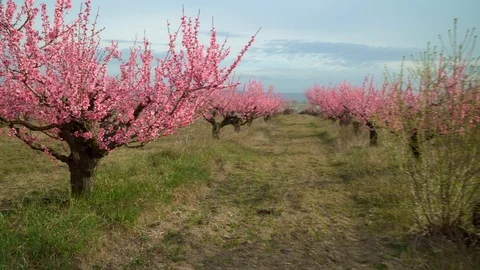 Orchard blooming spring garden. Stock Footage 123694056