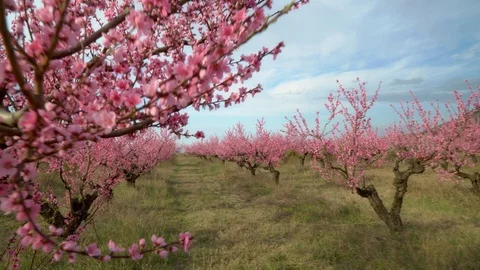 Orchard blooming spring garden. Stock Footage 123700231