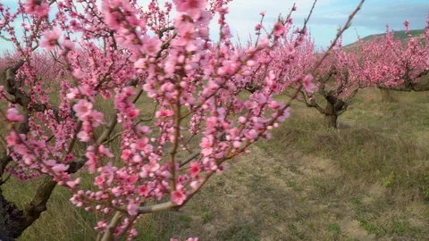 Orchard blooming spring garden. Stock Footage 123700451