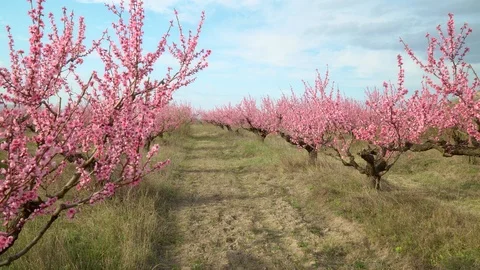 Orchard blooming spring garden. Stock Footage 123701481