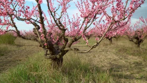 Orchard blooming spring garden. Stock Footage 123701543