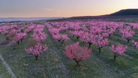 Orchard blooming spring garden.  Stock Footage 125205152