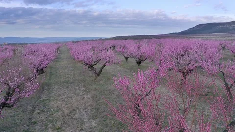 Orchard blooming spring garden.  Vidéo 125205235