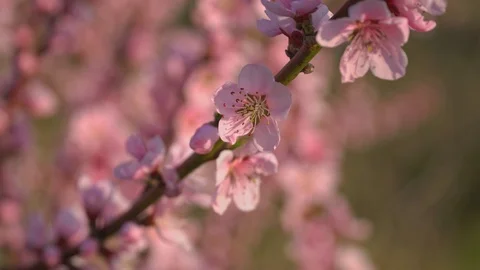 Orchard blooming spring garden. Vídeos de archivo 126566255