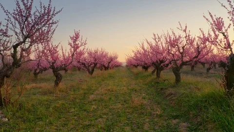 Orchard blooming spring garden Video stock 127614076