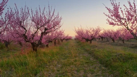 Orchard blooming spring garden Video stock 127614277