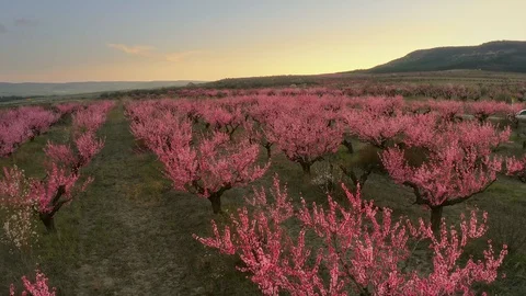 Orchard blooming spring garden Video stock 127630280