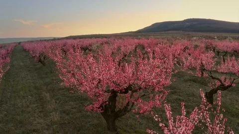 Orchard blooming spring garden Video stock 127632239