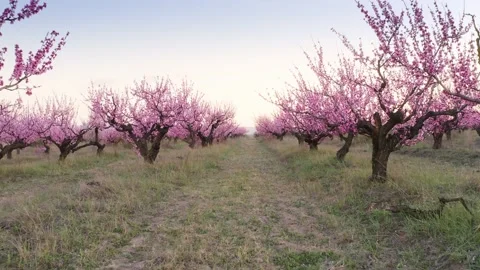 Orchard blooming spring garden Stock Footage 169430830