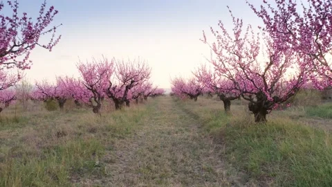 Orchard blooming spring garden Stock Footage 169430839
