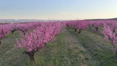 Orchard blooming spring garden Stock Footage 169430998
