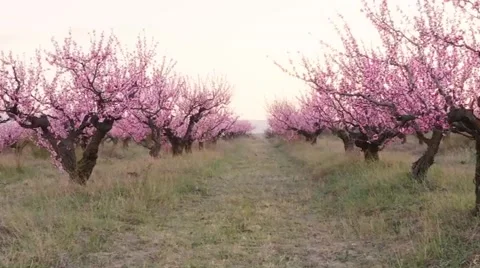 Orchard blooming spring garden Vidéo 169431713
