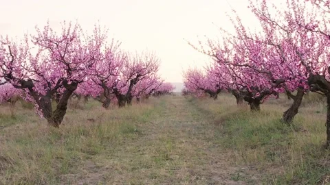 Orchard blooming spring garden Stock Footage 169431789