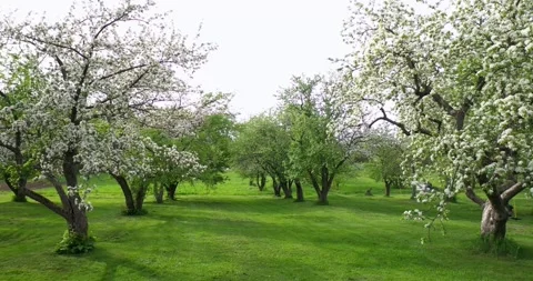 Orchard in blossom in spring time Stock Footage 195880459
