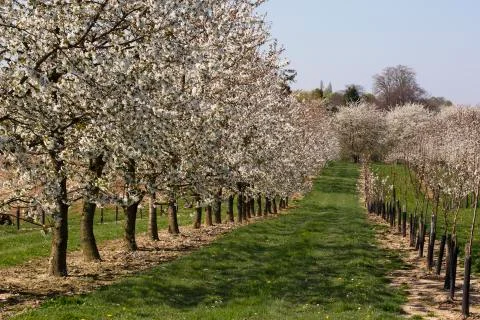Orchard with blossoming pear trees Stock Photos