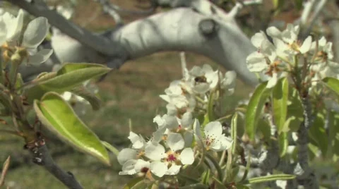 Orchard Blossoms Video stock 327979