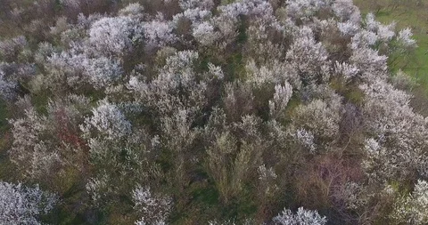 Orchard Blossoms Stock Footage 98141177