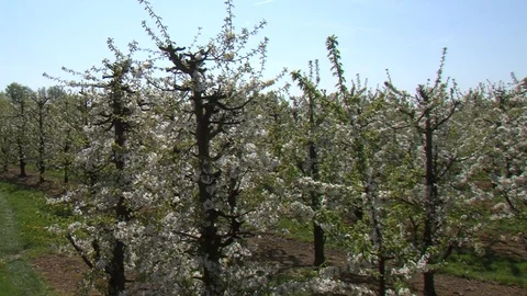 Orchard Blossoms Pan Stock Footage 106495855