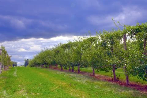 Orchard cloudy sky apple tree organic pears farming agriculture in nature Foto stock