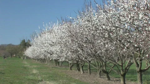 Orchard Covered with Flowers Stock Footage 688432