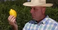 Orchard Cultivator Examines Lemon Fruit Quality Carefully Study Close Up Plant 4k or 4k+ Resolution