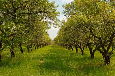 Orchard during springtime Stock Photos