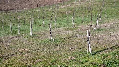 Orchard in early spring. Fruit tree seedlings in spring. Branches without leaves Stock Footage 306880635