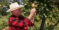 Orchard Farmer Camera Present Pear Fruits Garden Bio Culture Rural Agriculture 4k or 4k+ Resolution
