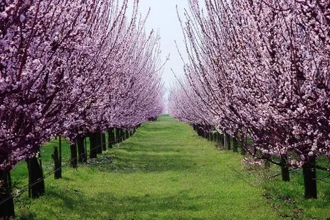 Orchard with flowering trees Stock Photos