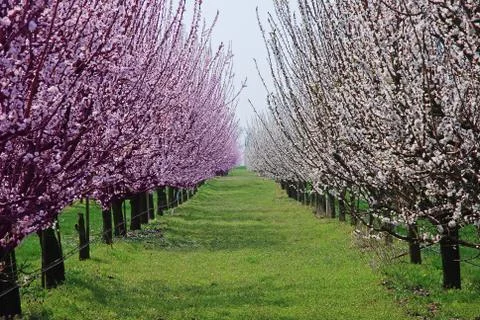 Orchard with flowering trees Stock Photos
