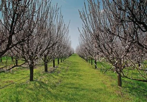Orchard with flowering trees 库存照片