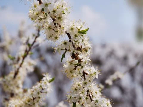 Orchard with flowering trees Stock Photos
