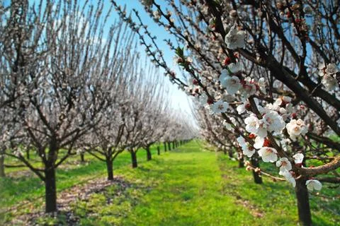 Orchard with flowering trees Stock Photos