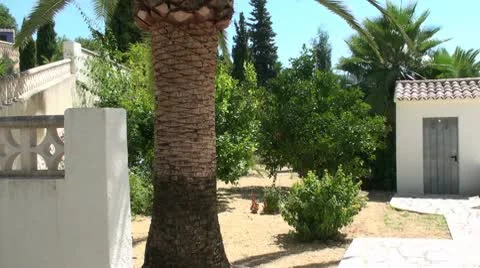 Orchard Stock Footage 10562624