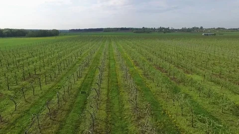 Orchard Stock Footage 102051508