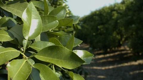 Orchard Stock Footage 113101683
