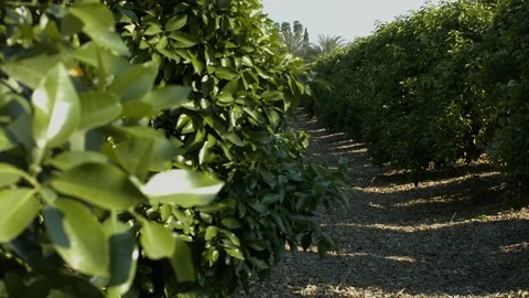 Orchard Stock Footage 113103804