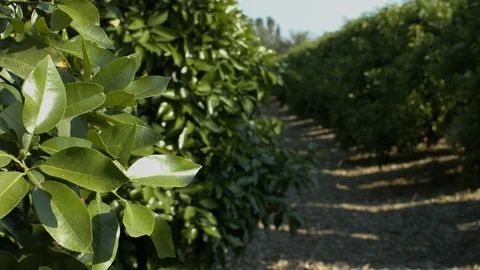 Orchard Stock Footage 113106335