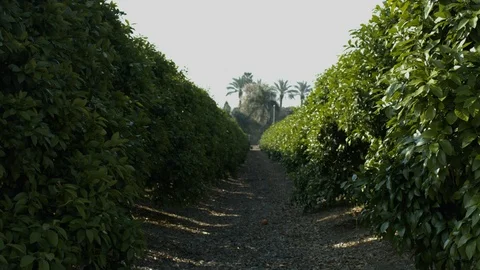 Orchard Stock Footage 113108902