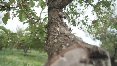 Orchard 스톡 동영상 114321095