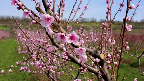 Orchard Stock Footage 154139821