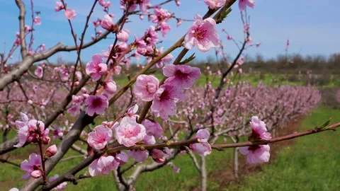 Orchard Stock Footage 154139826