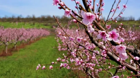 Orchard Stock Footage 154139896