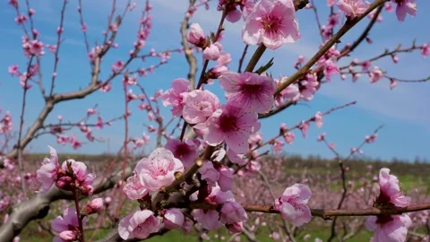 Orchard Stock Footage 154139925