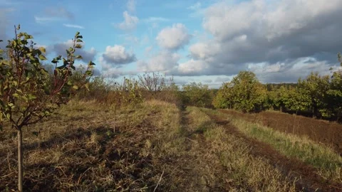 Orchard Stock Footage 256612239