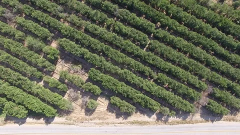 Orchard Video stock 277297449