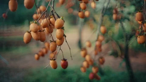 Orchard, Fruit Tree, Tranquil Scene, Natural Beauty Stock Footage 329636088